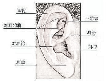 浙江耳部整形 浙江绿城医院整形科耳部再造的价格贵不贵