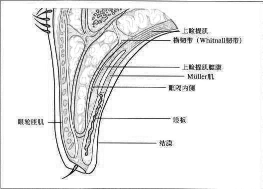 眼部综合手术双眼皮多久能彻底恢复自然？